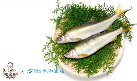 抱卵香魚,香魚卵超肥的宜蘭活泉養殖母香魚,歐盟認證,三井日本料理香魚食材